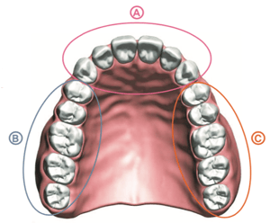mouth section